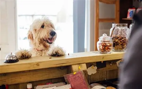 Собака Goldendoodle прыгает на стойке регистрации отеля.