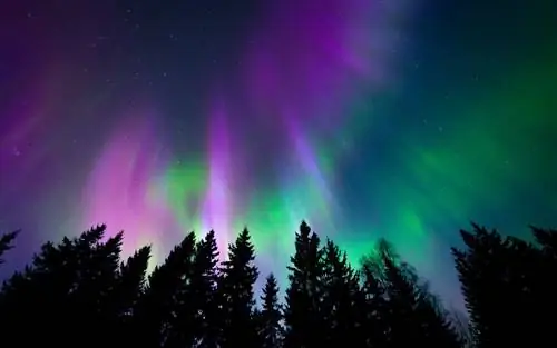Красочное северное сияние сияет над деревьями