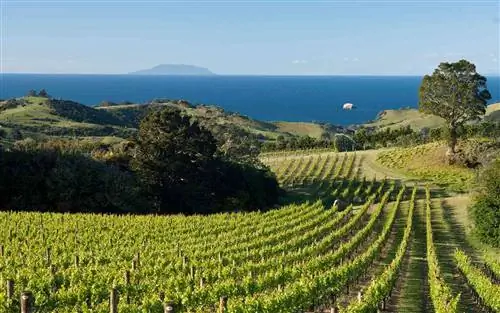 Виноградники, остров Вайхеке, Новая Зеландия