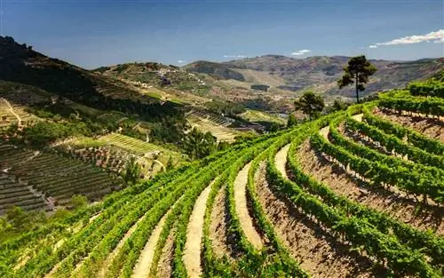 Виноградник, Долина Дуоро, Португалия