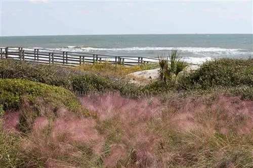 Остров Киава, Южная Каролина, вид через розовые водоросли и променад к океану.