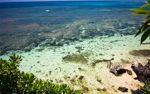 Коралловые рифы видны сквозь прозрачную воду у пляжа Гейгера