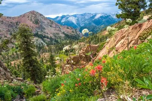 Вид на цветы и горы в Троицких Альпах