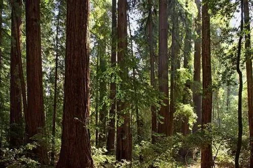 Солнечный свет проникает сквозь деревья в государственном парке хенди-вуд-редвуд