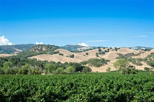 вид на виноградник с холмистой местностью вдалеке в Хопланде