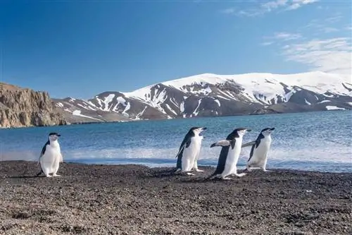 Антарктические пингвины общаются и поют на пляже острова Десепшн.
