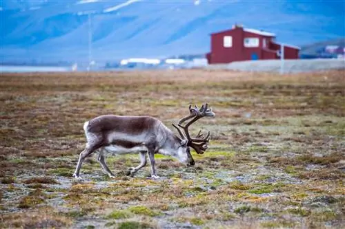 Олени в Лонгйире, Шпицберген