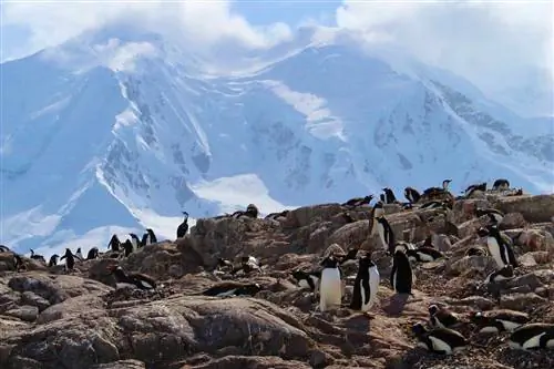 Большая группа или кучка пингвинов на суше в Антарктиде