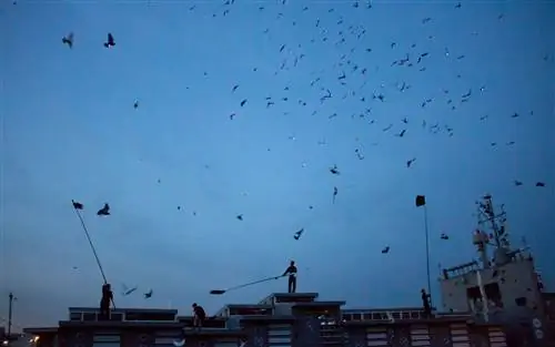 Fly By Night Brooklyn Navy Yards