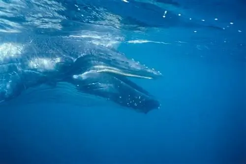 Голова новорожденного детеныша южного горбатого кита в профиль под водой недалеко от Эдема, Новый Южный Уэльс.