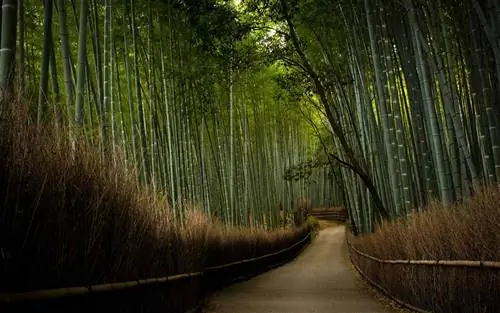 Японские храмы - Бамбуковая тропа