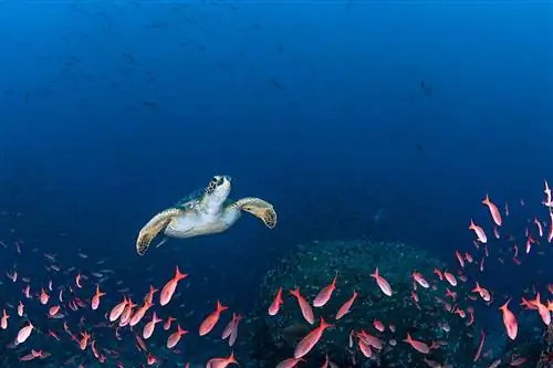 Морская черепаха плывет через косяк рыб над коралловым рифом на острове Дарвин. Морская черепаха плывет через косяк рыб над коралловым рифом на острове Дарвин.