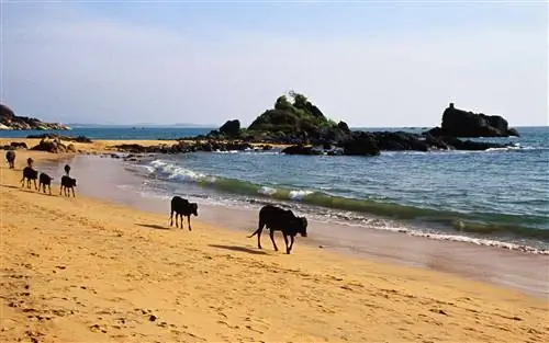 Пляж Ом в штате Карнатака