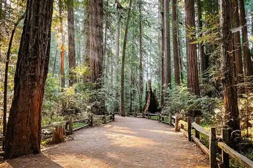 Тропа в государственном парке Редвудс