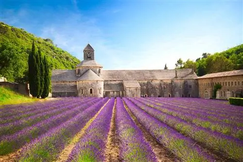 Аббатство Сенанке с цветущим лавандовым полем, Прованс, Франция
