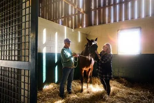 Мужчина и женщина рядом с лошадью в сарае с солнечным светом, проникающим через окно