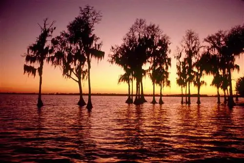 Деревья на фоне заката в Кипарисовых садах.