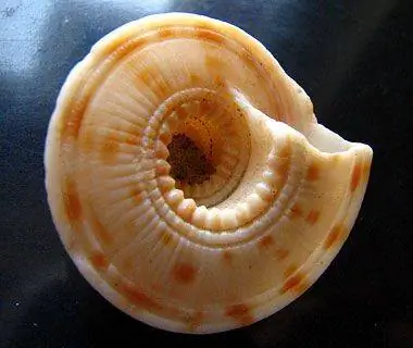 10 лучших пляжей США для обстрела: остров Сан-Хосе, Техас