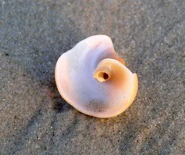 10 лучших пляжей США для обстрела: остров Окракок, Северная Каролина