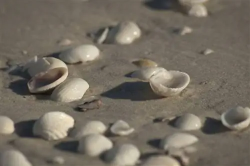 Ракушки на острове Санибел