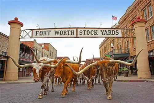 Крупный рогатый скот Longhorn на скотных дворах Форт-Уэрта, Техас