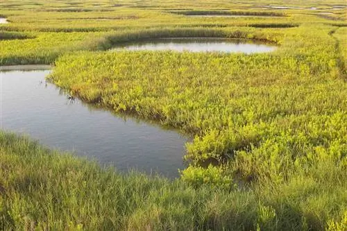 Водно-болотные угодья государственного парка острова Галвестон, Техас
