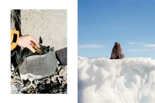 Пара фотографий из антарктического круиза, на одной из которых выливают ликер на могилу Эрнеста Шеклтона, а на другой - морской котик на айсберге.