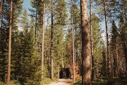 Черная современная хижина в высоких сосновых лесах
