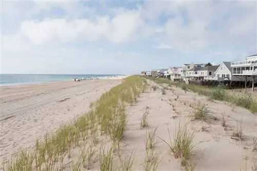 Трава на песчаных дюнах на пляже Бетани в Делавэре