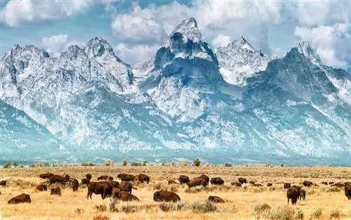 Бизон (или буйвол) под горами Гранд-Титон