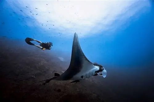 Гигантский океанический тихоокеанский скат манта скользит дайвером-самцом, острова Ревилладжигедо, Мексика