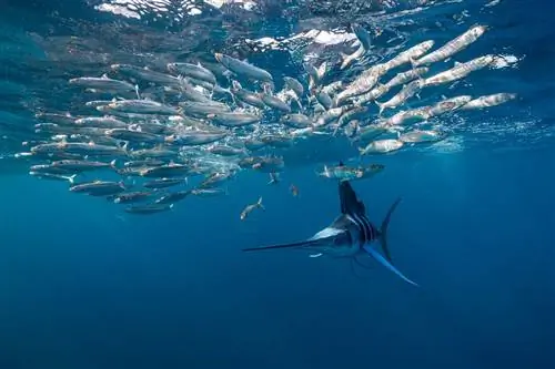 Полосатый марлин охотится на сардины, залив Магдалена, Южная Нижняя Калифорния, Мексика