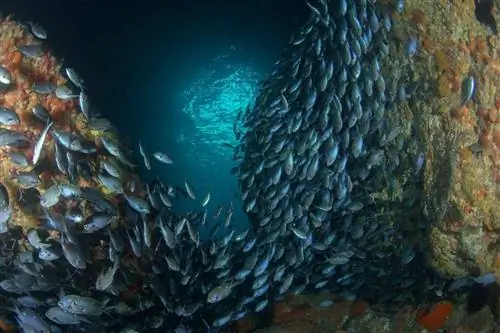 Школа плавания Blue Maomao на островах Poor Knights, Новая Зеландия.