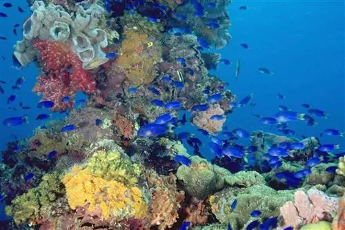 Двухцветные волшебные баслеты плавают вокруг затонувшего корабля Шинкоку Мару на дне лагуны Трук, Микронезия.