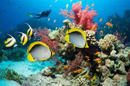 Тропические рыбы над коралловым рифом с аквалангистом в Египте, Красное море