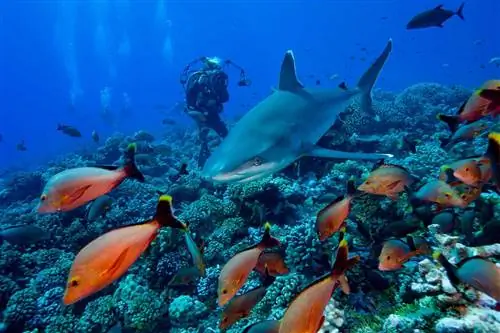 Серебряноперая акула на архипелаге Туамоту, Французская Полинезия