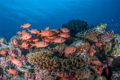 Палау, рыбы-белки