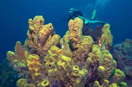 Скопление дайверов и губок на Тобаго