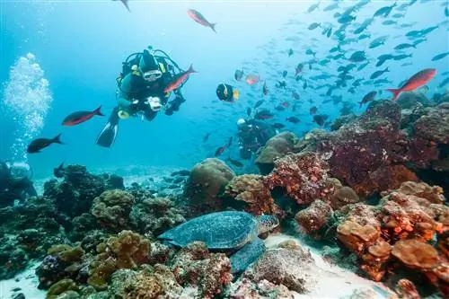 Дайвер наблюдает за зеленой морской черепахой, Галапагосские острова