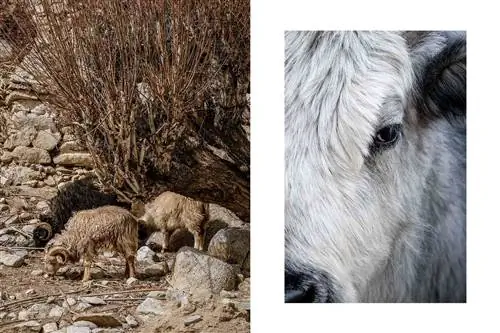 Пара фотографий из Ладакха, Индия, на одной из которых изображены горные козлы, а на другой - морда яка крупным планом.