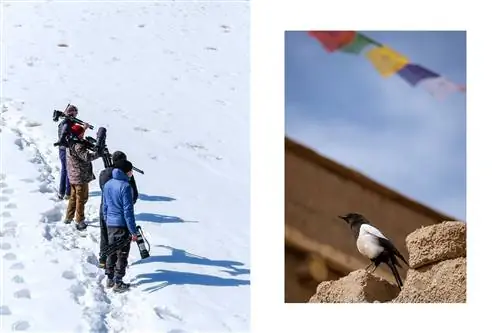 Пара фотографий из Ладакха, Индия, на одной из которых изображены люди, ищущие волков в снегу, а на другой - сорока, сидящая на камне.