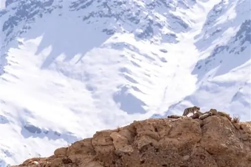 Да, в гималайских горах Индии можно увидеть редких снежных барсов - вот как это было - выслеживать «серого призрака»