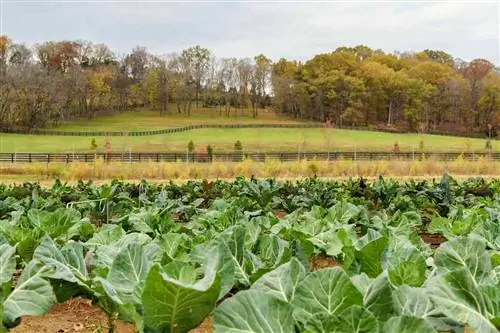 Ферма на курорте Southall Luxury Spa and Farm в Теннесси