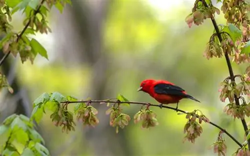 Красная птица села на ветку цветущего дерева