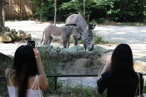 Зоопарк Сингапура приветствует звезду в своем стаде зебр
