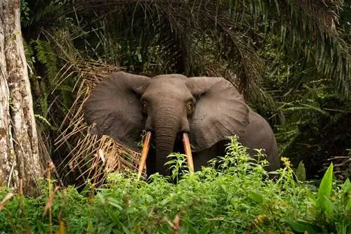 Африканский лесной слон Loxodonta в национальном парке Лоанго в Габоне