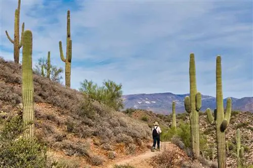 Overton Trail Loop - это кольцевая тропа протяженностью 3,5 мили с интенсивным движением, расположенная недалеко от Кейв-Крик в городе Феникс, штат Аризона.