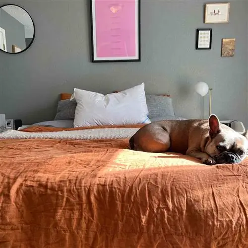 Continental Bedding Мягкая белая подушка из гусиного пуха