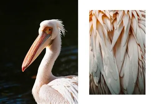 Пеликаны в парке Сент-Джеймс в Лондоне