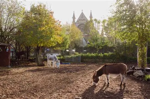 Ослы городской фермы Спиталфилдс в Лондоне